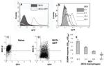 MHC Class II (I-A/I-E) Antibody in Flow Cytometry (Flow)