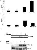 CD86 Antibody