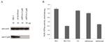 Cyclophilin B Antibody