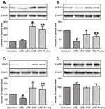 PRDX1 Antibody