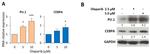 PU.1 Antibody