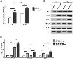 Porin Antibody