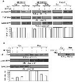 Phospho-SMAD3 (Ser423, Ser425) Antibody