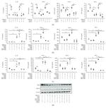 ABCA1 Antibody