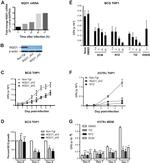 NQO1 Antibody