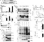 IkB zeta Antibody