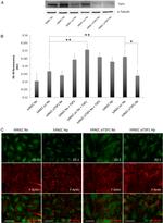 Thrombospondin 1 Antibody