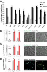 RAD51 Antibody