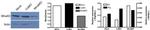 MINA53 Antibody