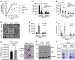 c-Met Antibody