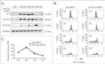 p21 Antibody