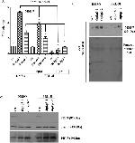 PKP3 Antibody