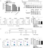 CD4 Antibody