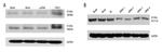 FOXJ1 Antibody