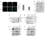 Chk1 Antibody