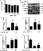 Fibronectin Antibody in Western Blot (WB)