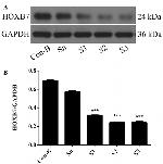 HOXB7 Antibody