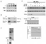 PSME3 Antibody