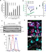 CD29 (Integrin beta 1) Antibody