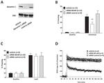 Dynamin 1 Antibody