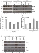 SETDB1 Antibody