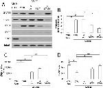 STAT3 Antibody