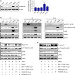 Granulins Antibody