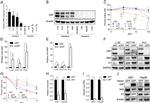 ZC3HAV1 Antibody