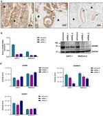 ADAM9 Antibody