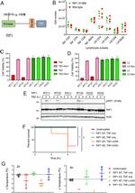 CD4 Antibody in Flow Cytometry (Flow)