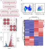 CD3e Antibody in Flow Cytometry (Flow)