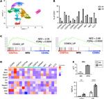 CD3e Antibody in Flow Cytometry (Flow)