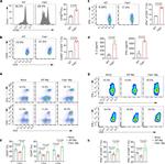 CD3e Antibody in Flow Cytometry (Flow)