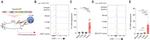 CD3e Antibody in Flow Cytometry (Flow)