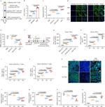 CD4 Antibody in Flow Cytometry (Flow)