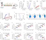 CD4 Antibody in Flow Cytometry (Flow)