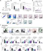 CD11b Antibody in Flow Cytometry (Flow)