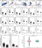 CD3 Antibody in Flow Cytometry (Flow)