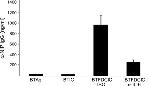 IL-6 Antibody in Neutralization (Neu)