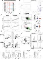 CD4 Antibody in Flow Cytometry (Flow)