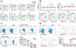 CD44 Antibody in Flow Cytometry (Flow)