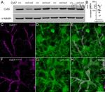 Connexin 50 Antibody in Western Blot, Immunohistochemistry (WB, IHC)