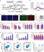 CD86 (B7-2) Antibody in Flow Cytometry (Flow)