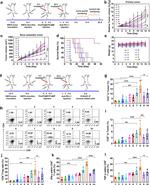 CD4 Antibody in Flow Cytometry (Flow)