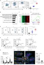 CD4 Antibody in Flow Cytometry (Flow)