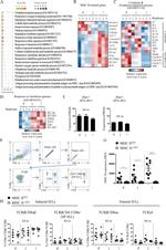 CD4 Antibody in Flow Cytometry (Flow)