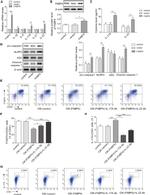 IL-17A Antibody in Neutralization (Neu)