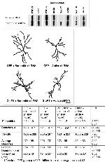 SAP97 Antibody