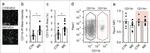 Pannexin 1 Antibody in Flow Cytometry (Flow)