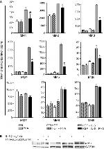 c-Met Antibody in Western Blot (WB)